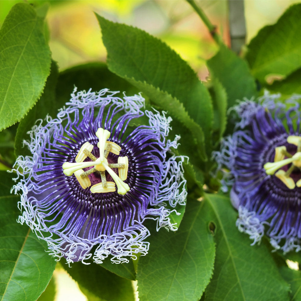 Passionflower