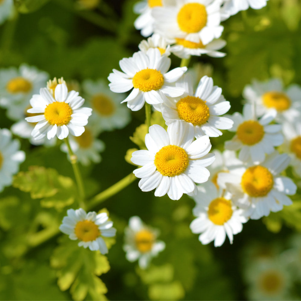 Feverfew tincture (bottled)