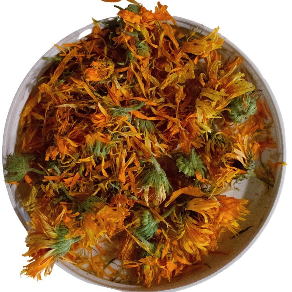 Calendula