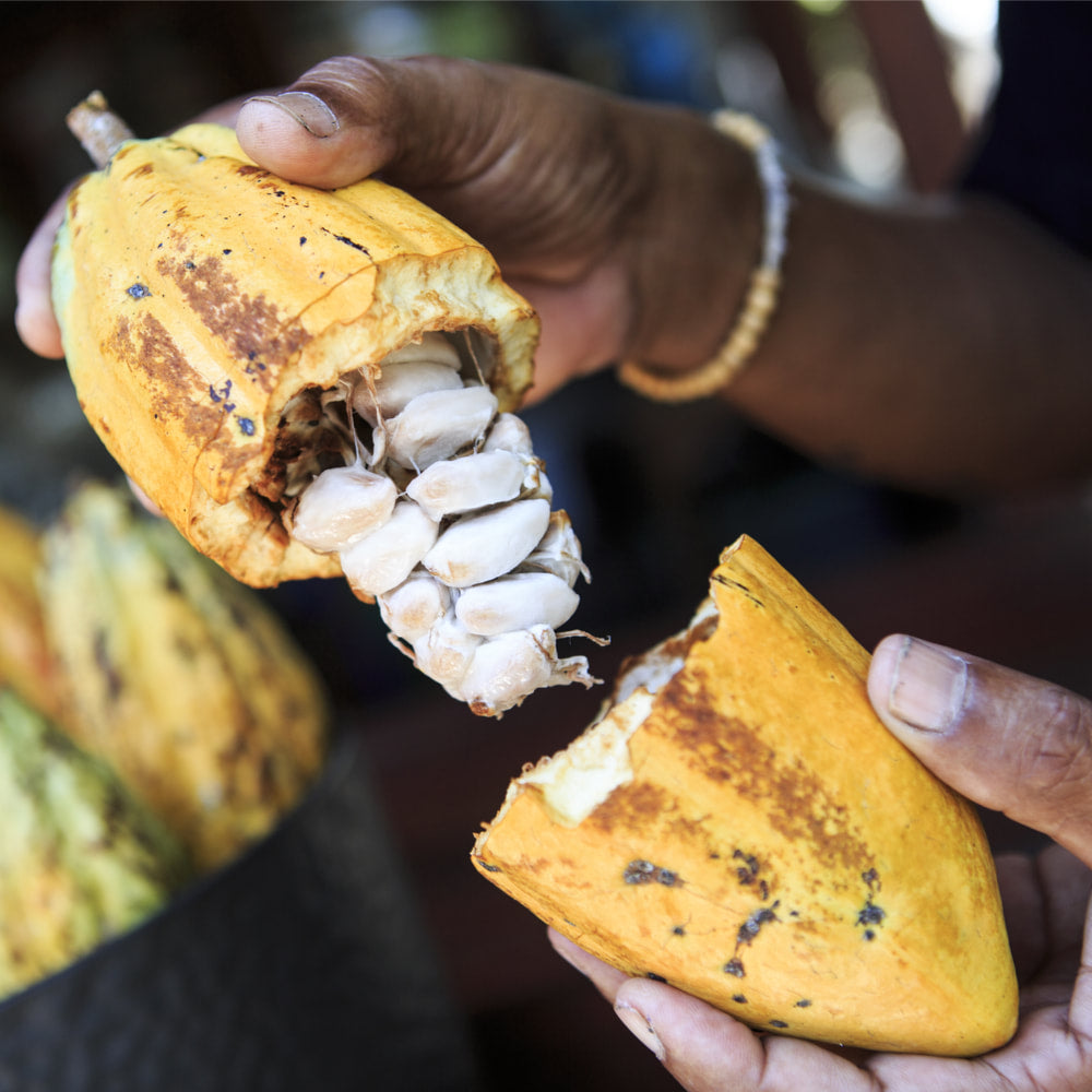 Cacao Powder
