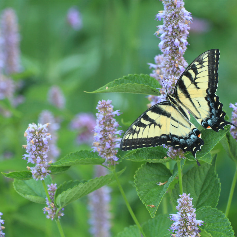 Anise Hyssop