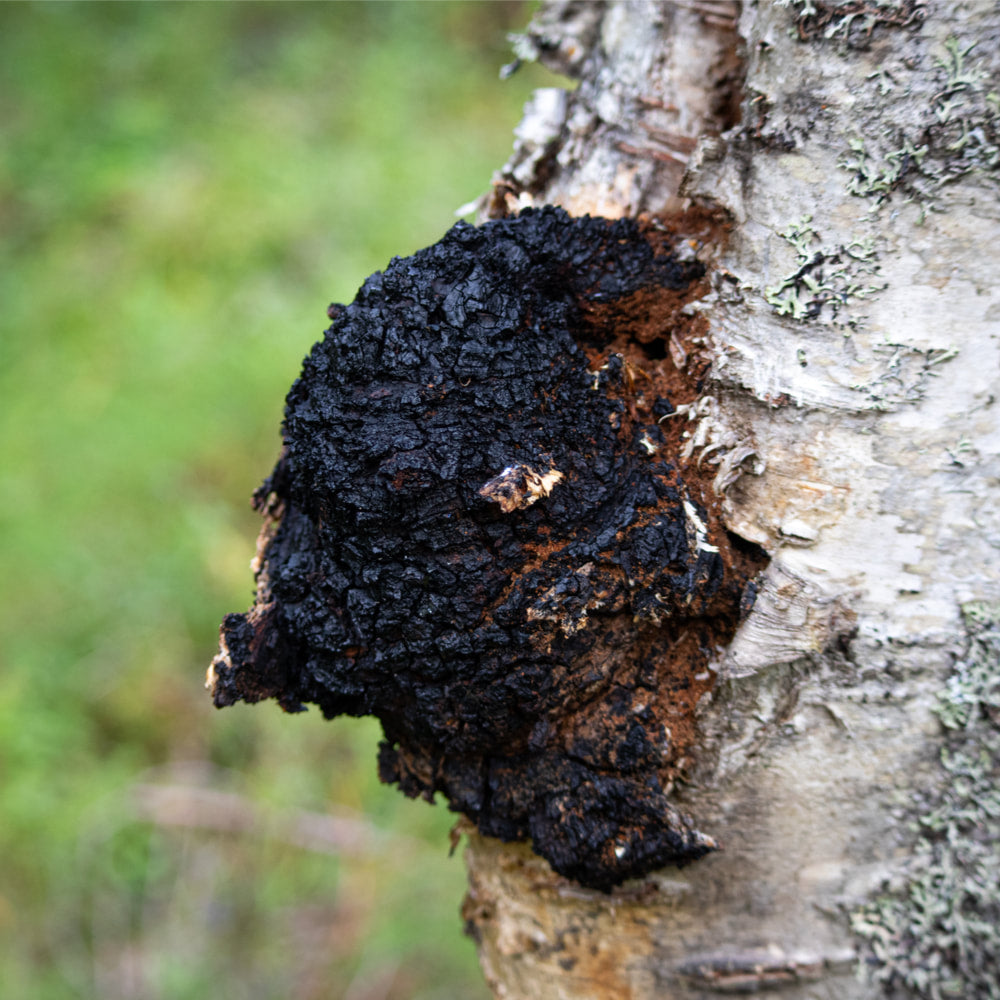 Chaga Powder