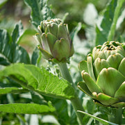 Artichoke tincture (bottled)