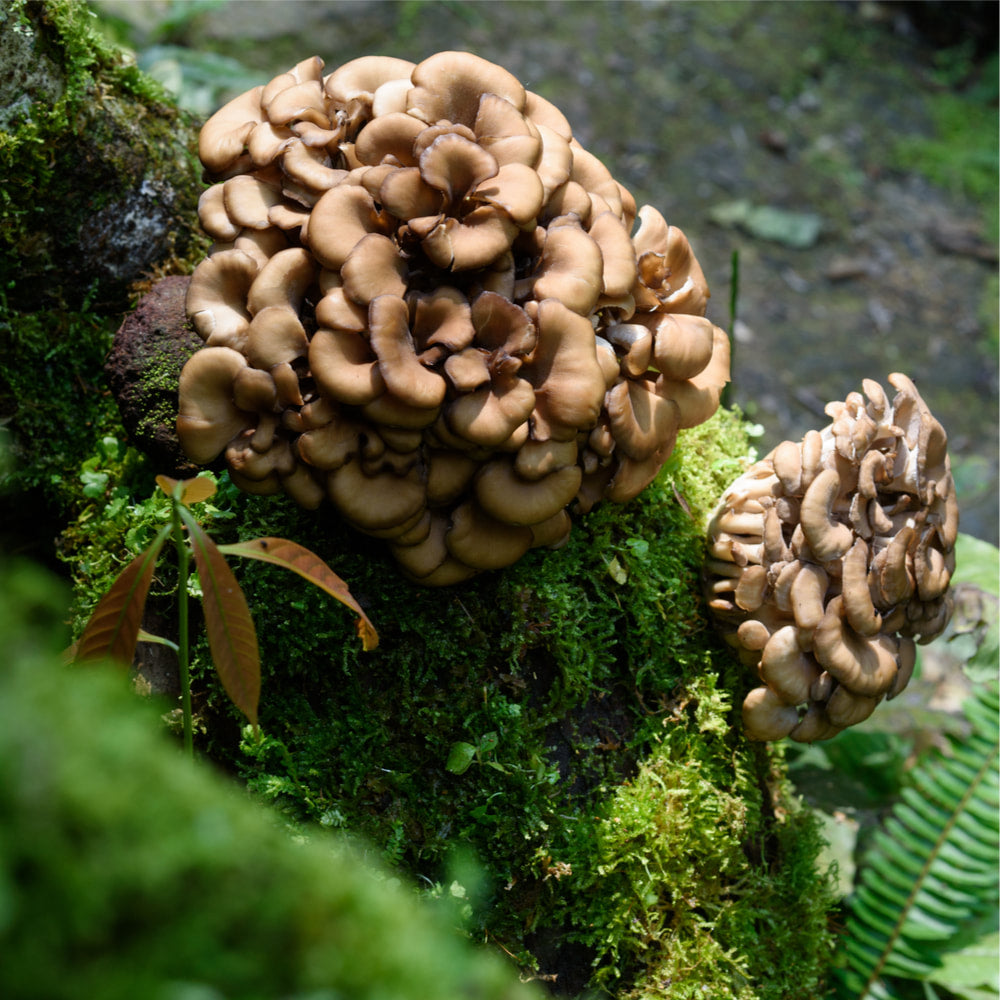 Maitake Powder