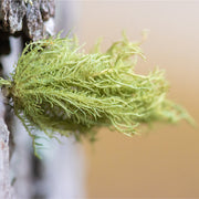 Usnea tincture (bottled)