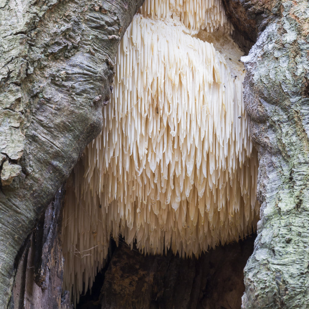 Lion's Mane powder