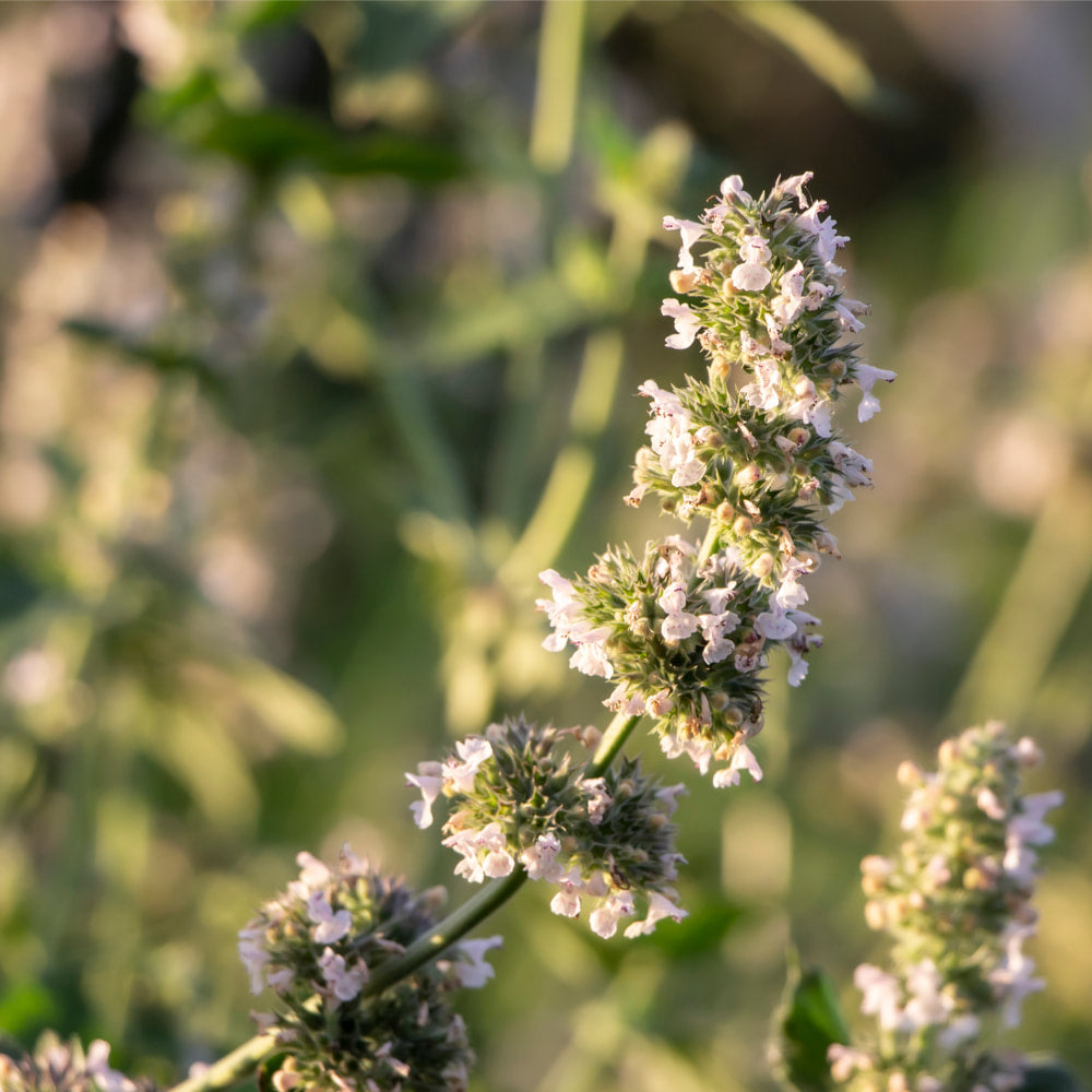 Catnip tincture (bottled)