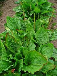 Plantain