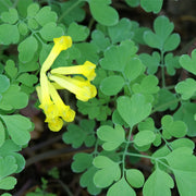 Corydalis, prepared, tincture (bottled)