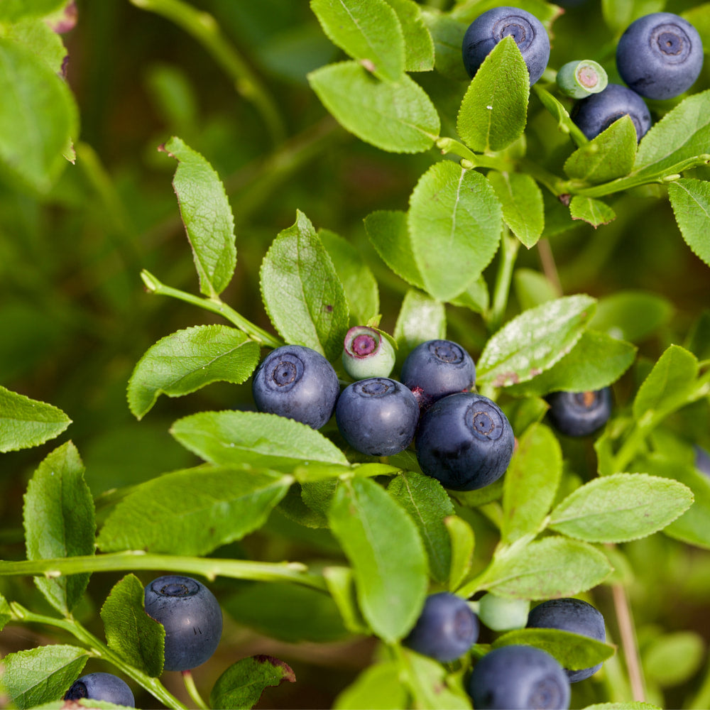 Bilberry