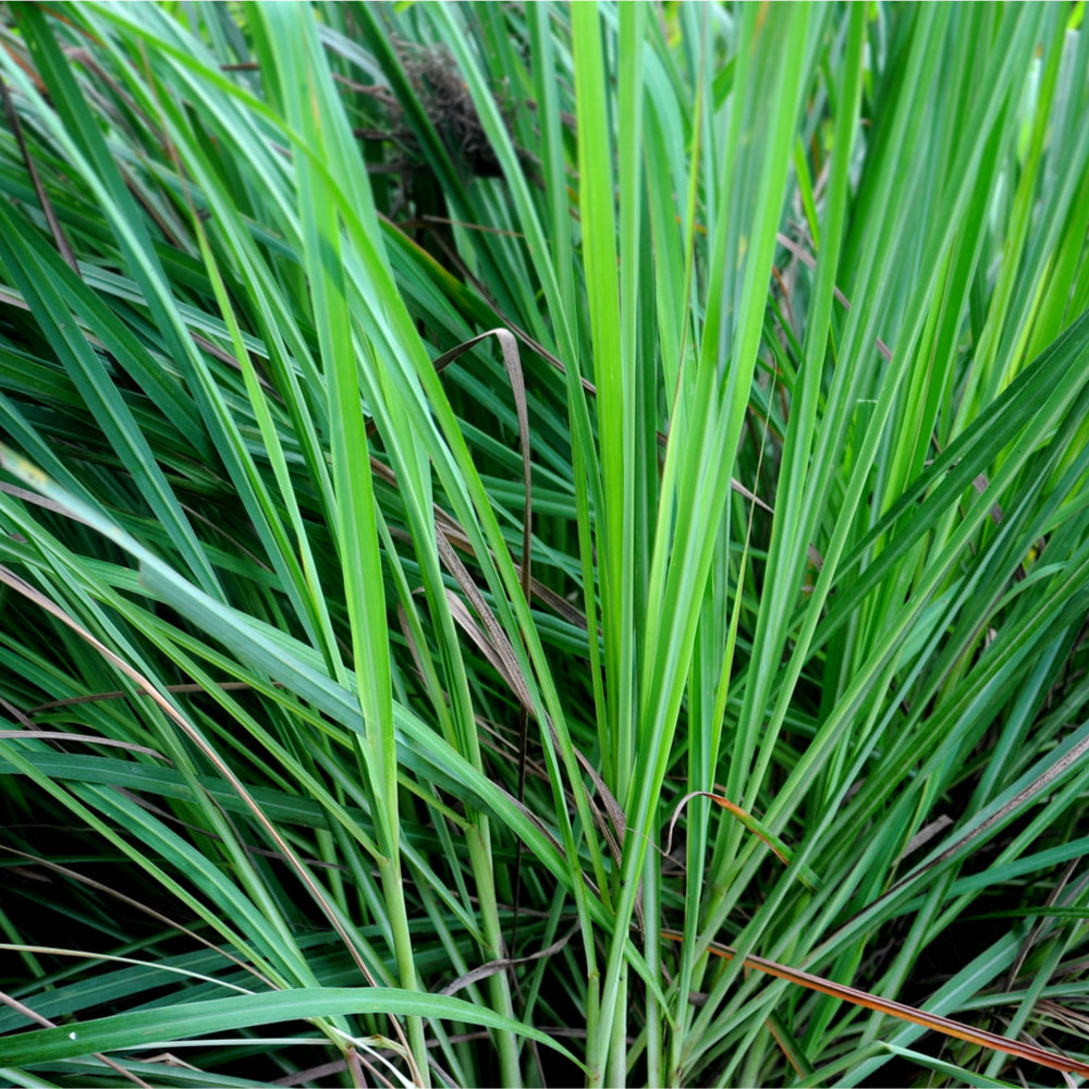 Lemongrass