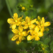 St. John's Wort tincture (bottled)