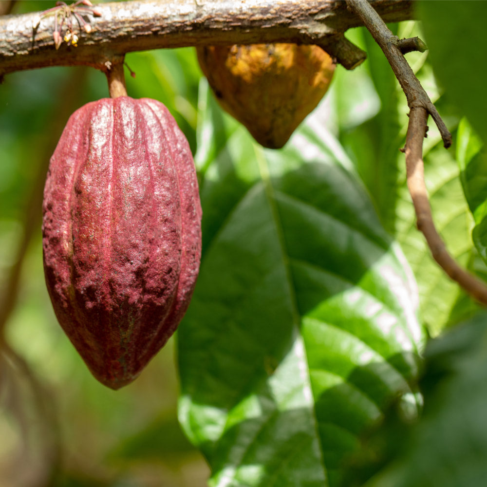 Cacao Nibs, RAW