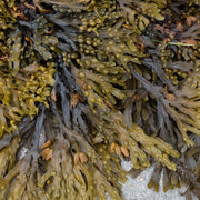 Bladderwrack tincture (bottled)