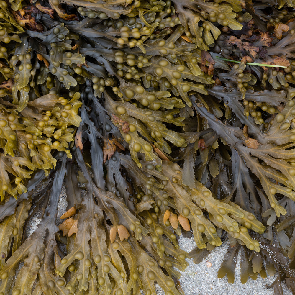 Bladderwrack tincture (bottled)