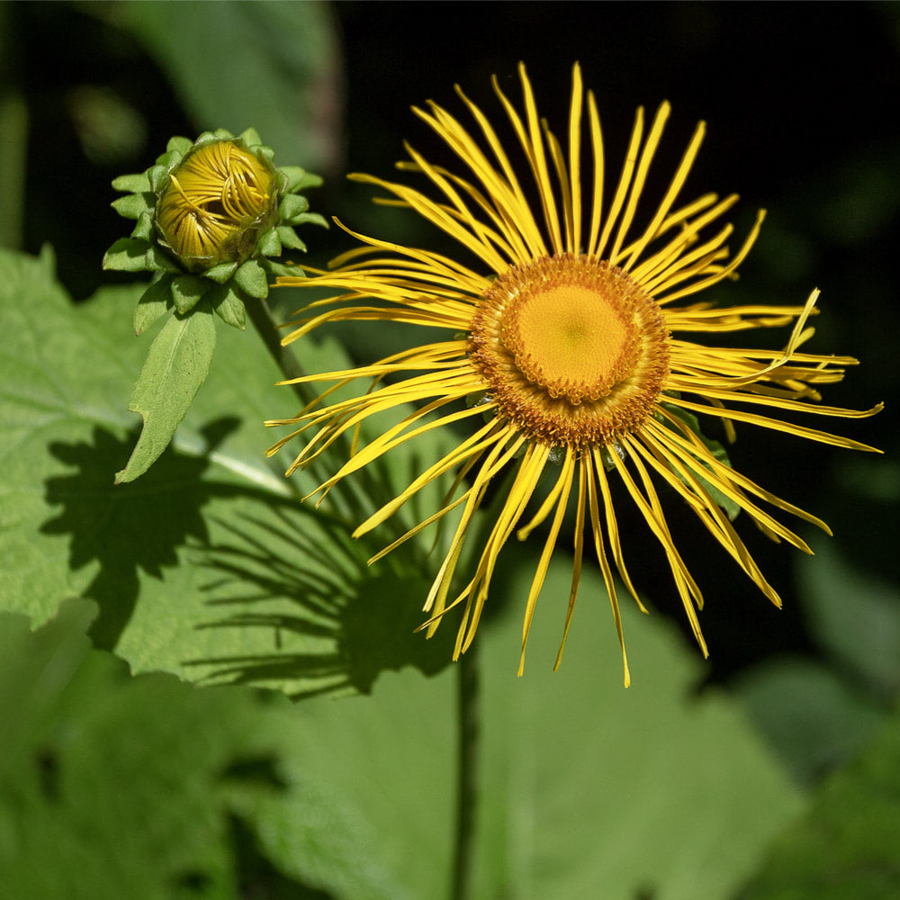 Elecampane