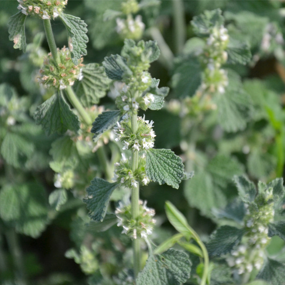 Horehound