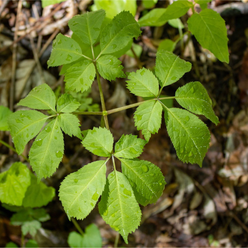 American Ginseng tincture (bottled)
