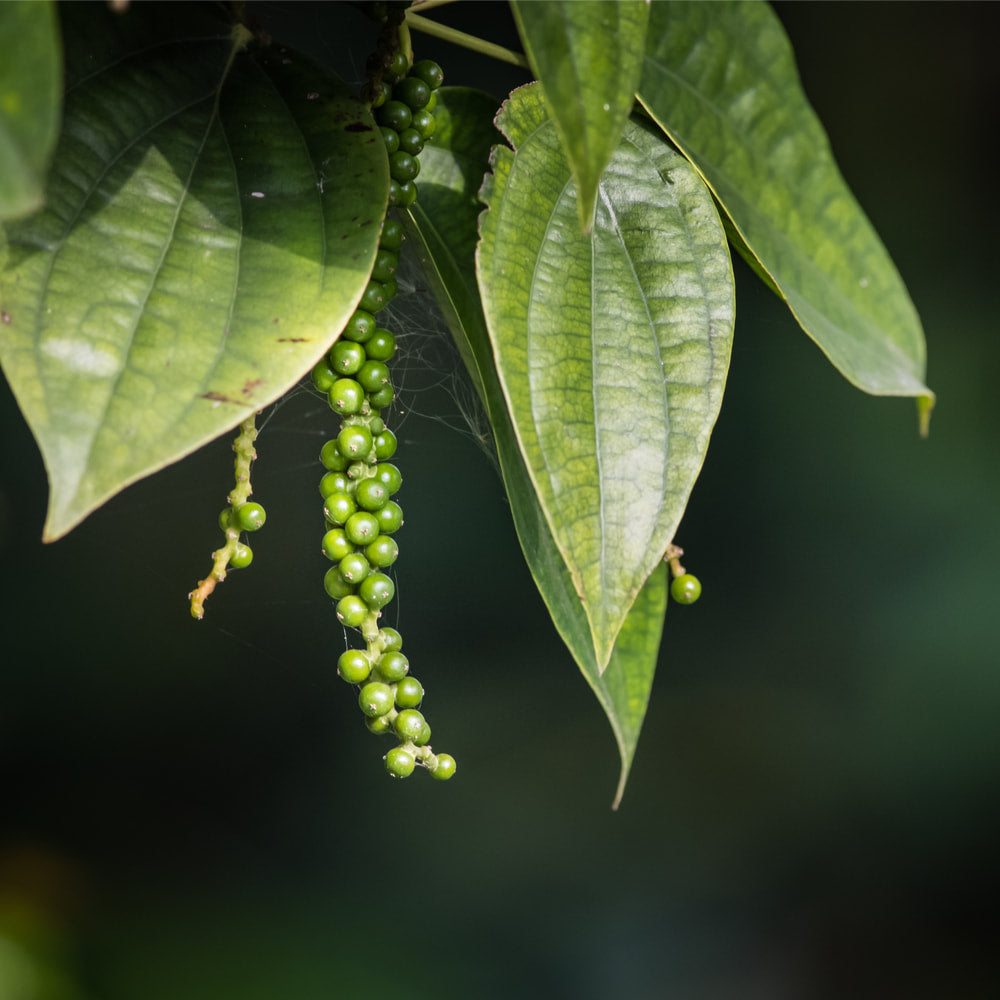 Black pepper