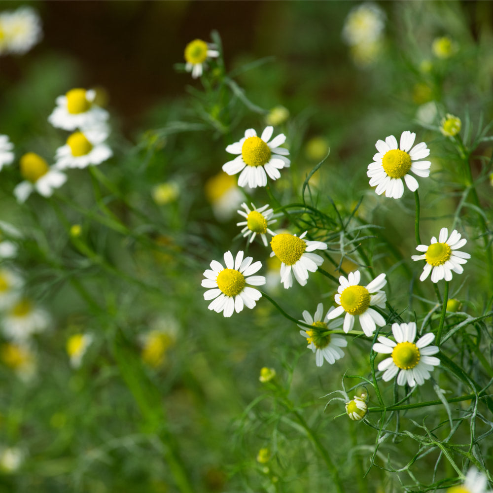 Chamomile