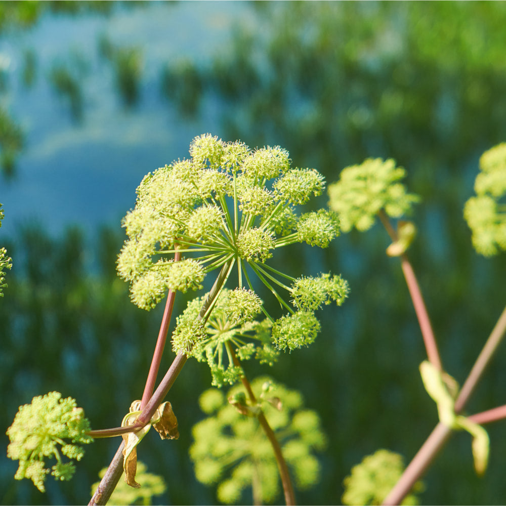Angelica