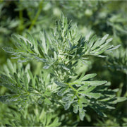 Wormwood tincture (bottled)