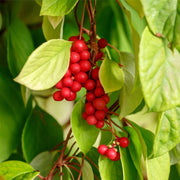 Schisandra tincture (bottled)