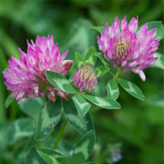 Red Clover tincture (bottled)