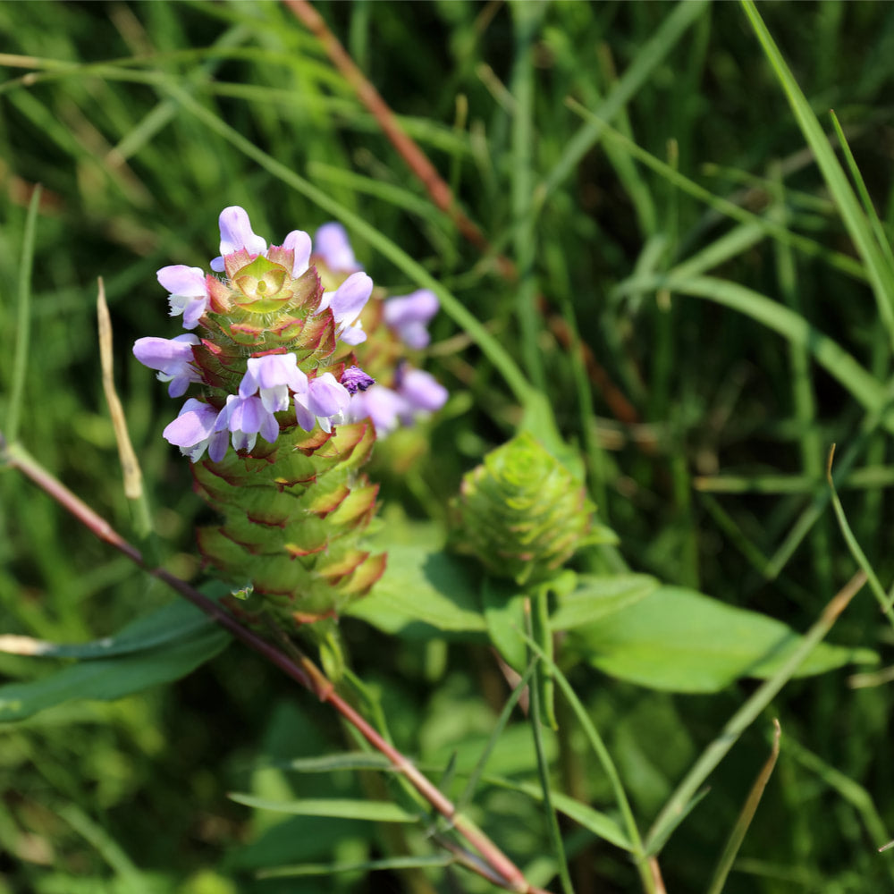 Prunella (Self-heal) tincture (bottled)