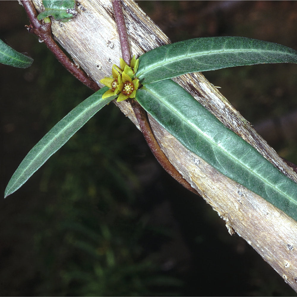 Sarsaparilla, Indian