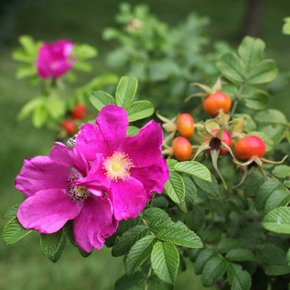 Rosehips