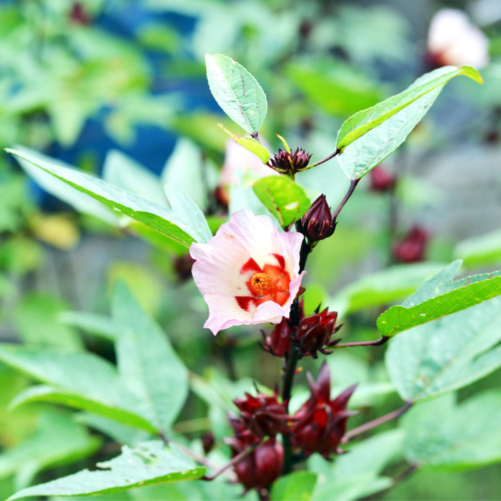 Hibiscus tincture (bottled)