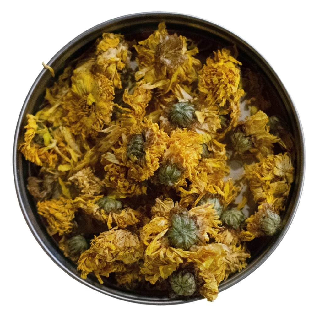 Chrysanthemum, white