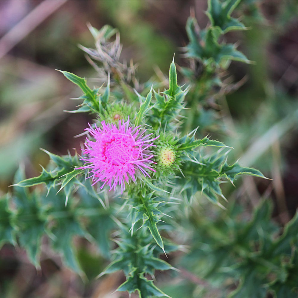 Milk Thistle tincture (bottled)