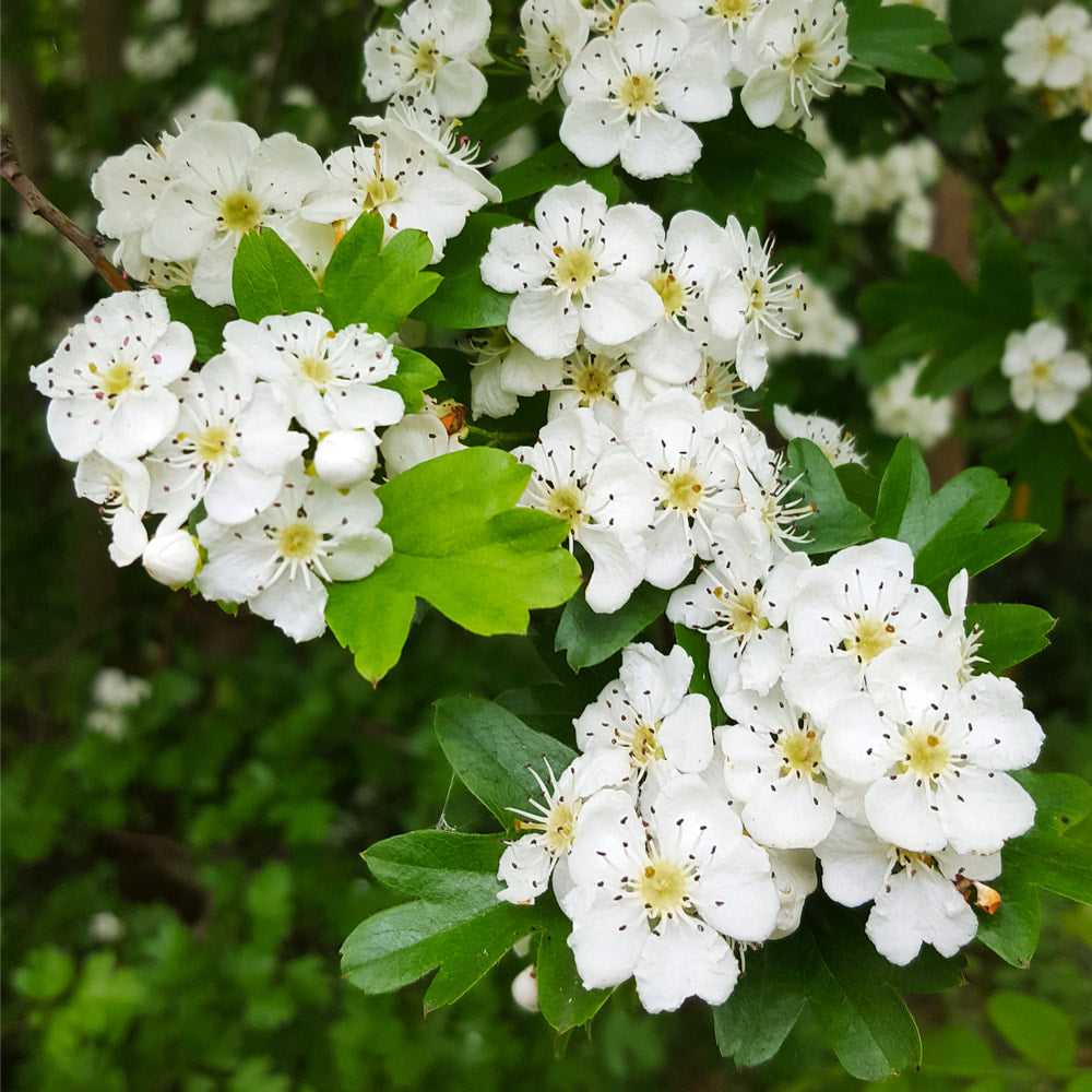 Hawthorn leaf and flower