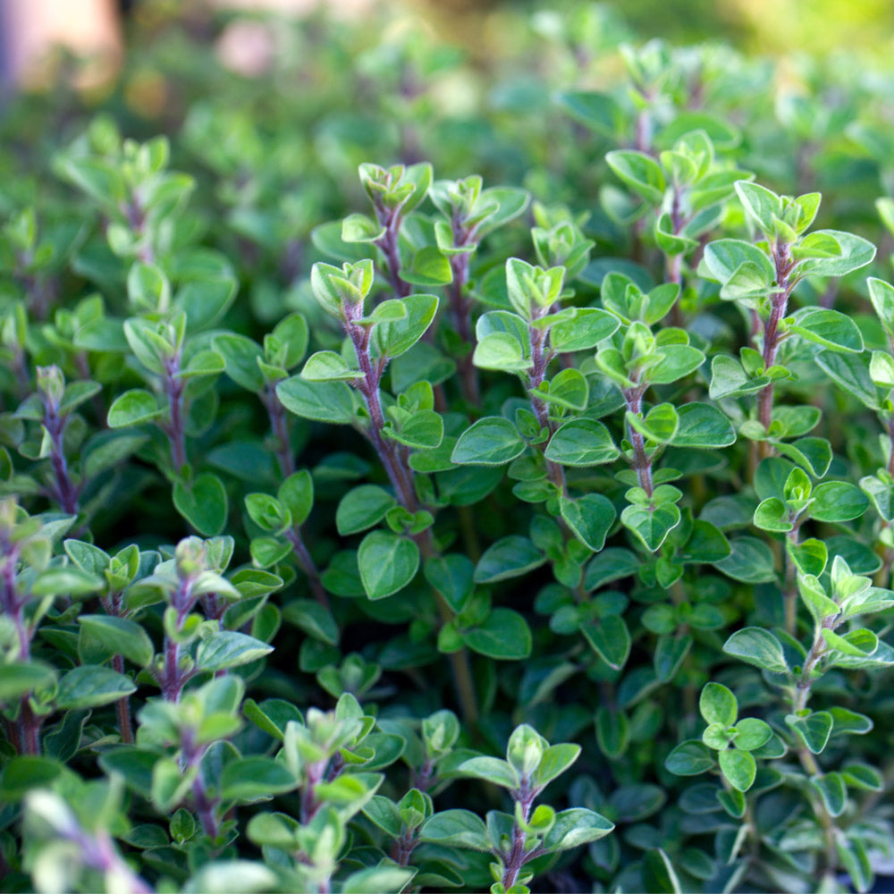 Oregano