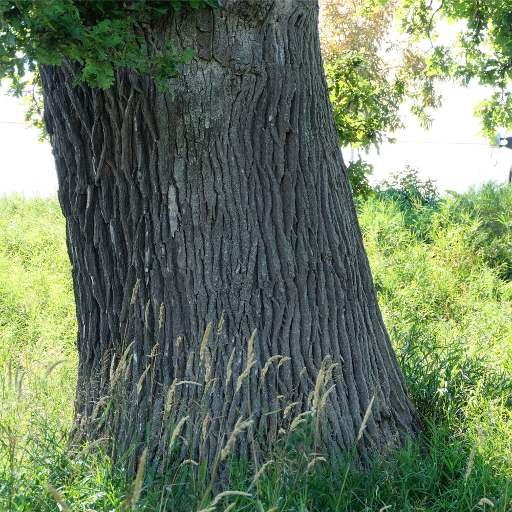 White Oak