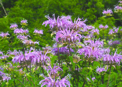 Monarda
