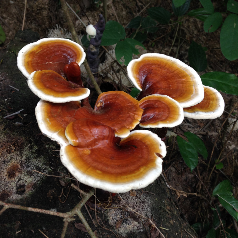 Reishi
