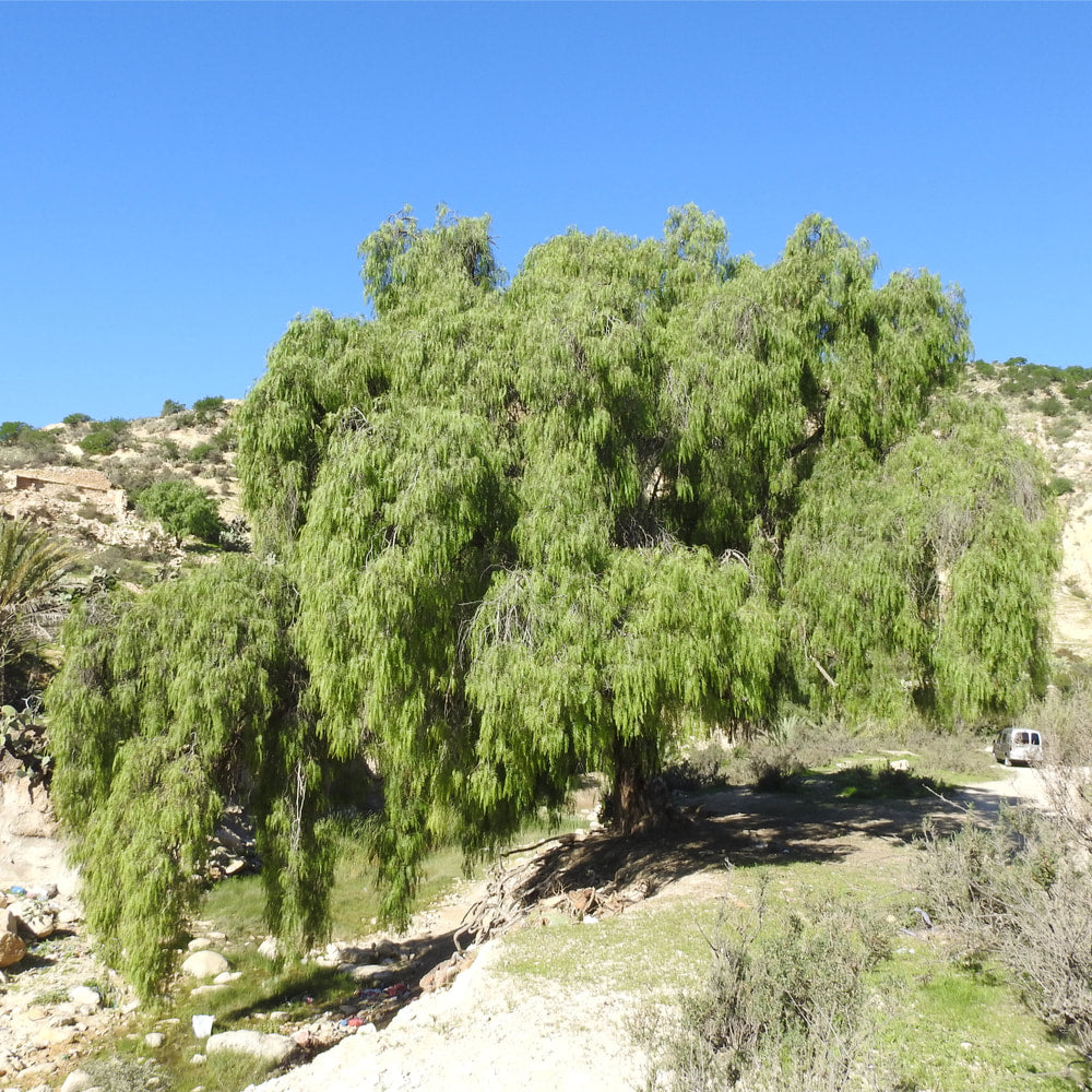 White willow
