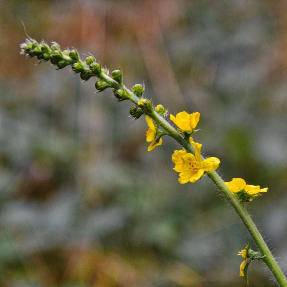 Agrimony