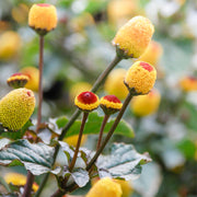 Spilanthes tincture (bottled)