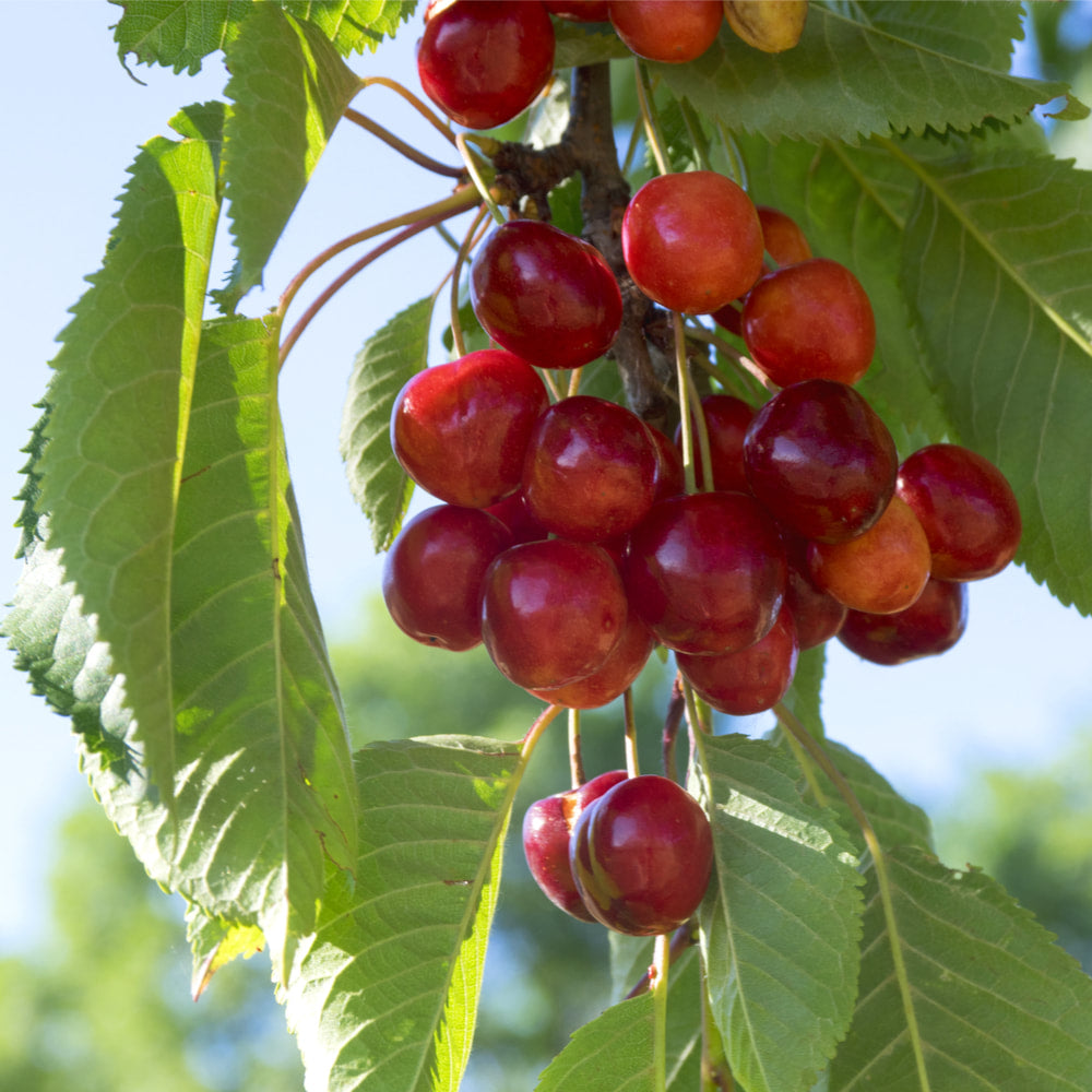 Wild Cherry