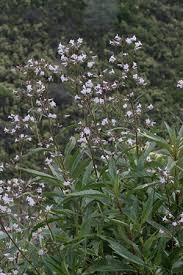 Yerba Santa tincture (bottled)
