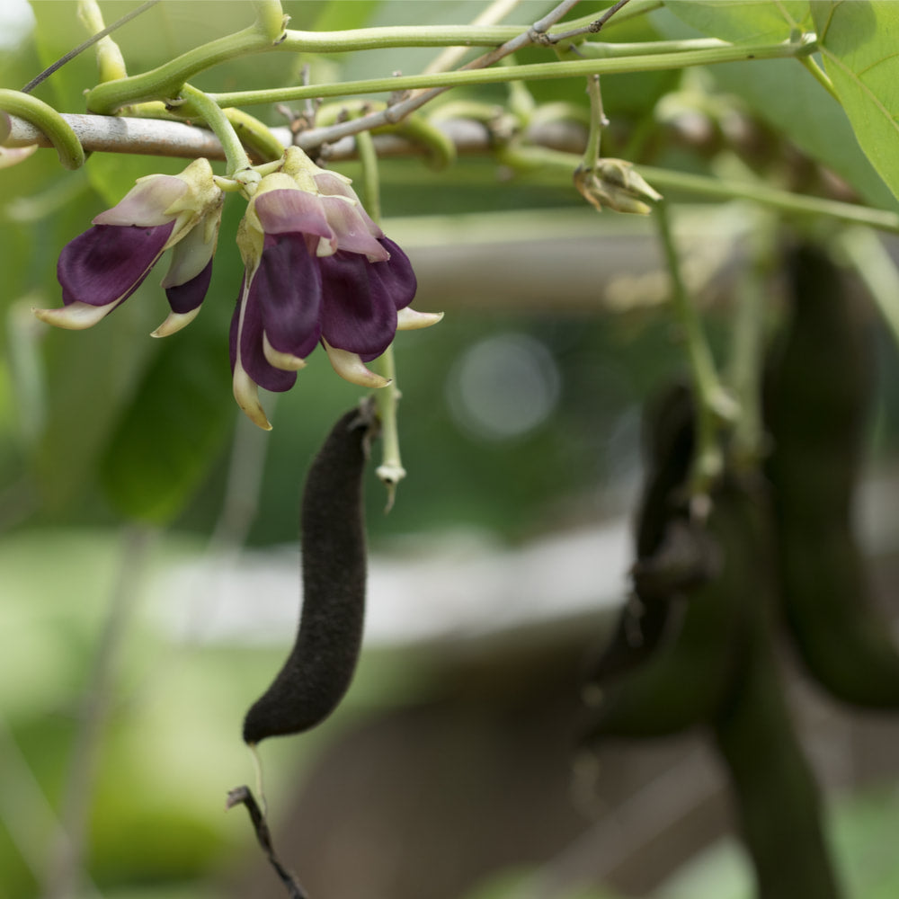 Mucuna Powder