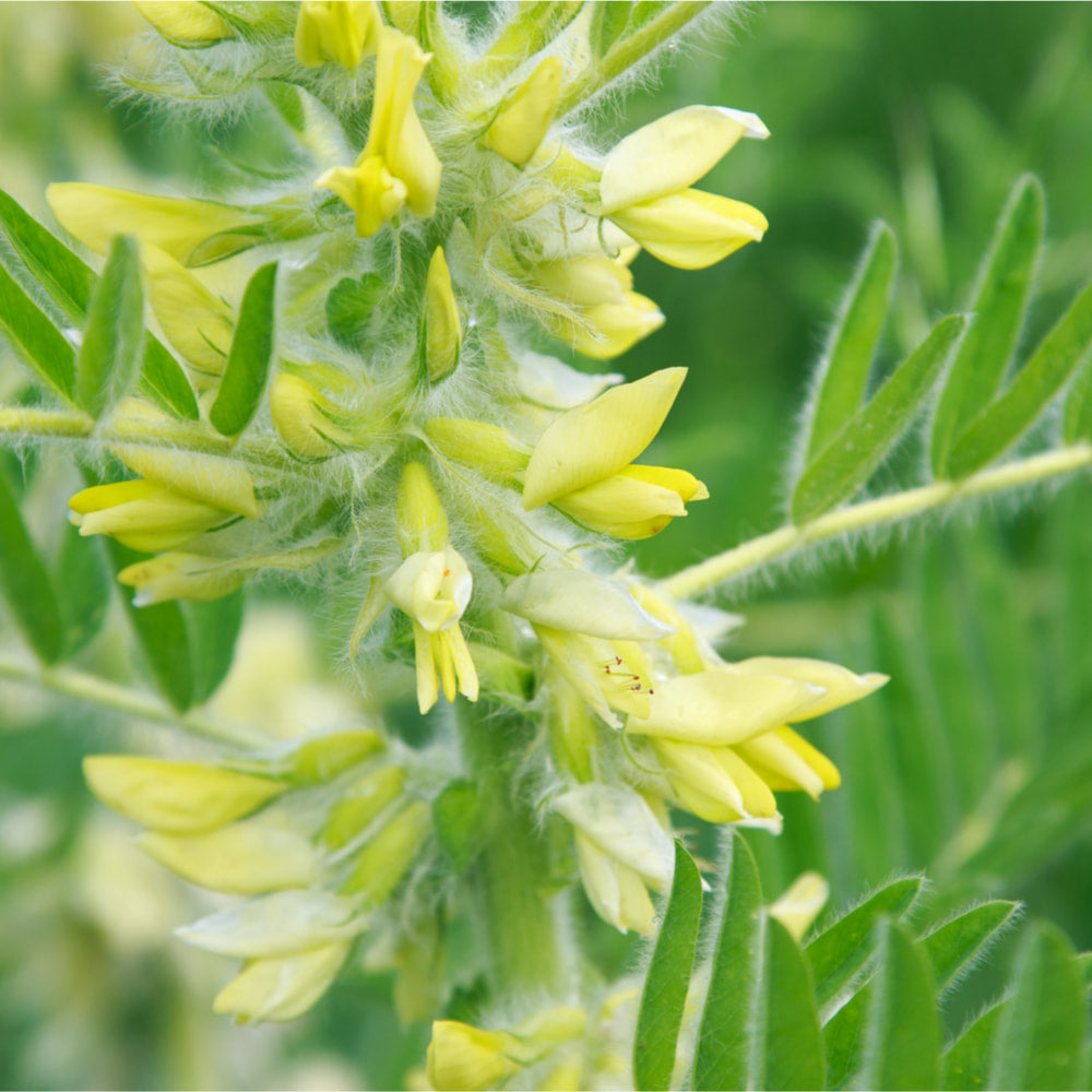 Astragalus