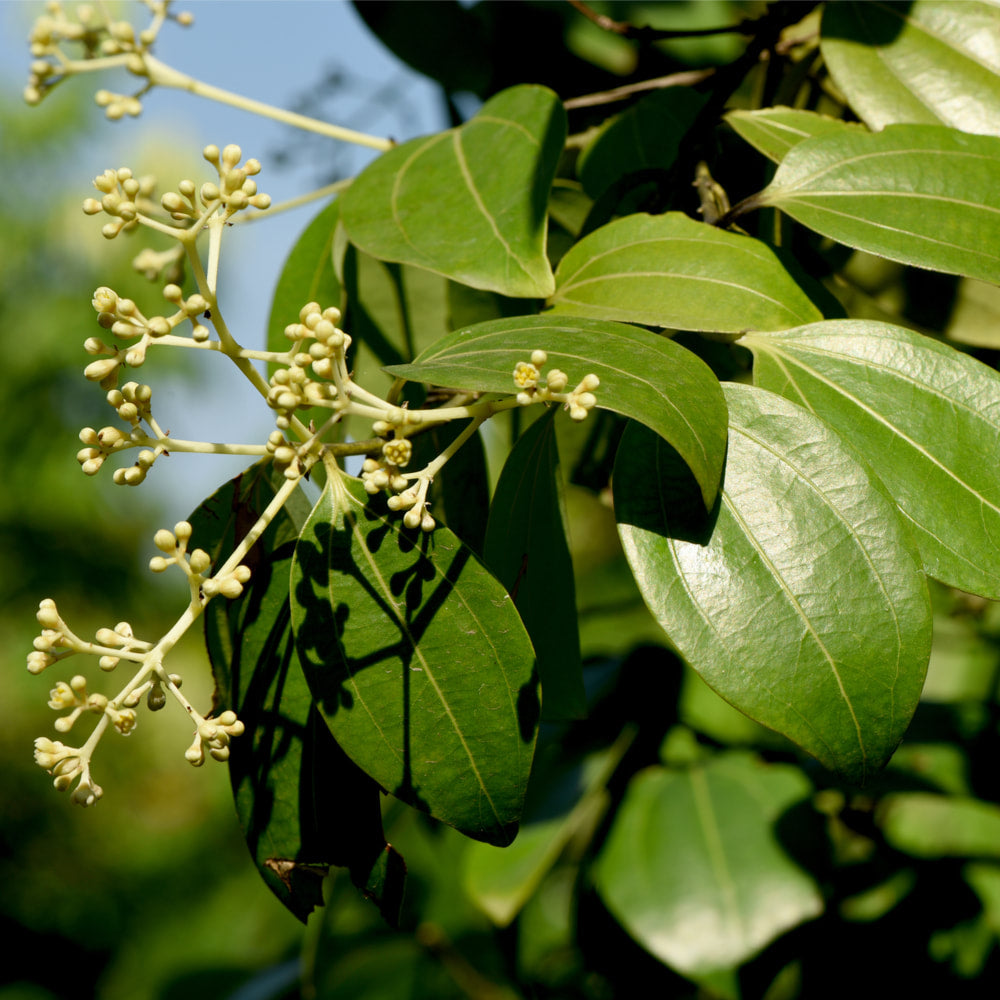 Cinnamon Powder (verum)