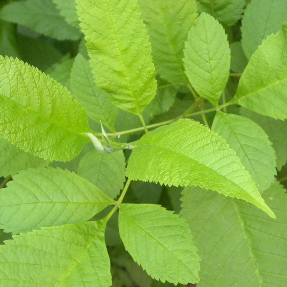 Slippery Elm Powder
