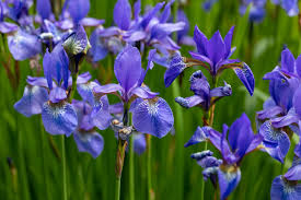 Blue Flag (bottled)