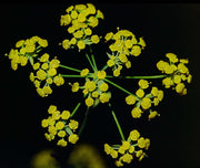 Bupleurum Tincture (bottled)